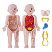 14Pcs Set Human Organ Model