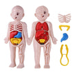 14Pcs Set Human Organ Model