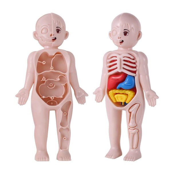 14Pcs Set Human Organ Model